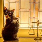 Animal Law in Practice: A Collection of Case Studies